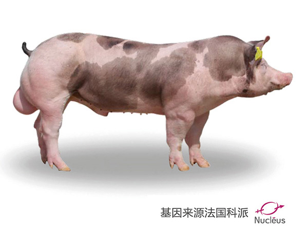 NUCLEUS 皮特兰公猪